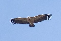 Griffon Vulture  - Gyps fulvus © John Muddeman
